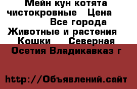 Мейн-кун котята чистокровные › Цена ­ 25 000 - Все города Животные и растения » Кошки   . Северная Осетия,Владикавказ г.
